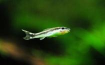 小精靈魚怎么養(yǎng)？小精靈魚的飼養(yǎng)方式