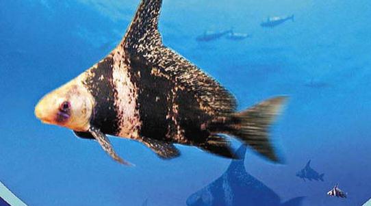 胭脂魚是怎樣的？胭脂魚的體型特征