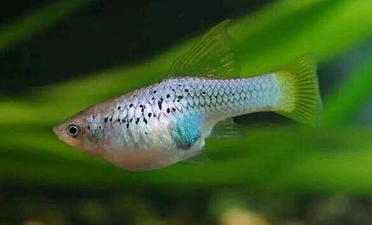 月光魚(yú)的簡(jiǎn)介-月光魚(yú)的的品種