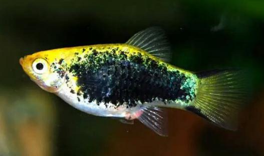 月光魚怎么養(yǎng)？月光魚的飼養(yǎng)環(huán)境