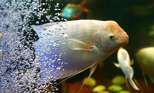 招財(cái)魚怎么養(yǎng)？招財(cái)魚的養(yǎng)殖環(huán)境