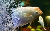 招財魚怎么養(yǎng)？招財魚的養(yǎng)殖環(huán)境