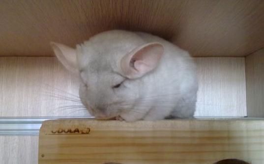 金斑龍貓怎么養(yǎng)？金斑龍貓的飼養(yǎng)要點