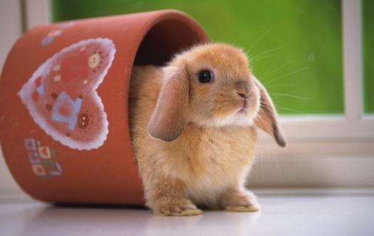 公主兔怎么養(yǎng)？公主兔的飼養(yǎng)方法