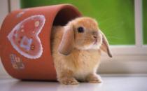 公主兔怎么養(yǎng)？公主兔的飼養(yǎng)方法