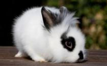 獅子頭兔的飼養(yǎng)方法是什么？
