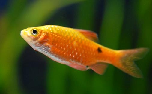 魚肉營養(yǎng)價值高 寶寶吃什么魚好？