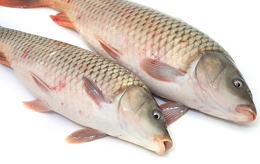 魚怎么吃 吃10種魚的注意事項(xiàng)