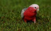粉紅胸鳳頭鸚鵡如何繁殖？粉紅胸鳳頭鸚鵡的飼養(yǎng)方法