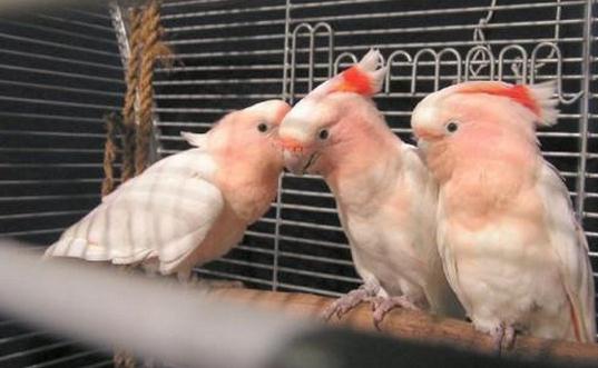 米切氏鳳頭鸚鵡如何飼養(yǎng)？米切氏鳳頭鸚鵡的價格