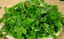 吃香菜有哪些好處？冬食香菜消食治感冒