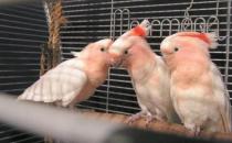 米切氏鳳頭鸚鵡如何飼養(yǎng)？米切氏鳳頭鸚鵡的價(jià)格