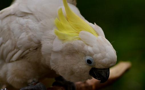 摩鹿加鳳頭鸚鵡如何繁殖？摩鹿加鳳頭鸚鵡飼養(yǎng)方法