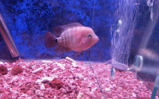 家里養(yǎng)魚應(yīng)該多久換一次水？