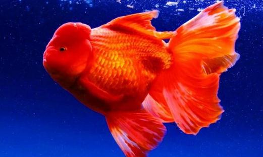 家中養(yǎng)魚需要常備什么藥？