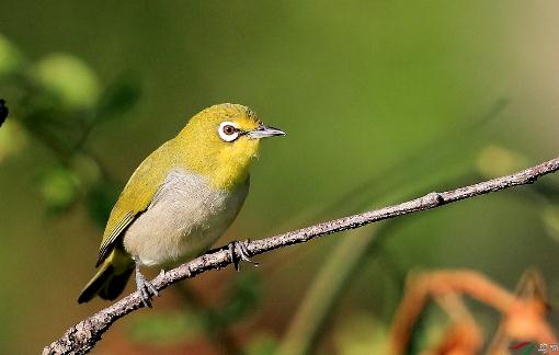 教你如何選一只健康的繡眼鳥(niǎo)