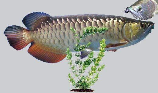 銀龍魚(yú)的家庭養(yǎng)殖方法