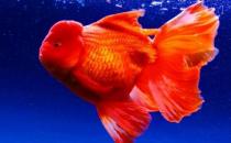 家中養(yǎng)魚需要常備什么藥？