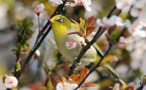 新手養(yǎng)鳥(niǎo)入門知識(shí)