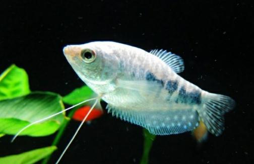 如何為熱帶海水魚預(yù)防疾??？