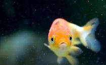 家庭養(yǎng)魚有什么好方法嗎？