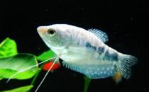 如何為熱帶海水魚預防疾??？