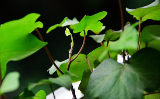 盆栽常青藤如何養(yǎng)殖？盆栽常青藤對土壤的要求