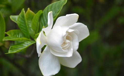 梔子花葉子發(fā)黃的原因是什么？
