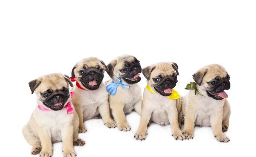 沒(méi)斷奶的小狗怎么照顧？仔犬飼養(yǎng)方法