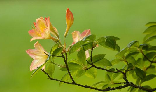 杜鵑花怎么種植？科學(xué)養(yǎng)殖杜鵑花的方法
