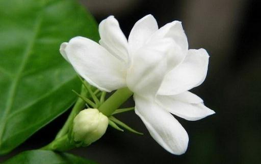 花盆里有蟲(chóng)蟻怎么辦？