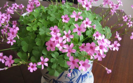 教你配制花卉營(yíng)養(yǎng)液的方法