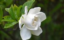 梔子花葉子發(fā)黃的原因是什么？