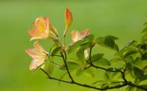 杜鵑花怎么種植？科學(xué)養(yǎng)殖杜鵑花的方法