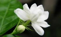 花盆里有蟲蟻怎么辦？