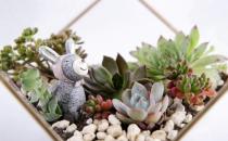 秋季如何養(yǎng)多肉植物？