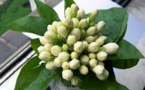 讓盆栽茉莉花多開(kāi)花的方法