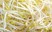 常吃豆芽菜幫你治療四種常見(jiàn)病