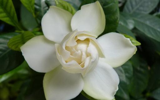 為什么你種的梔子花葉黃還不開花？