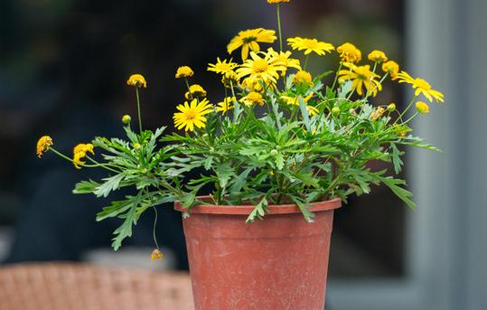 基質(zhì)栽培定植后如何管理？