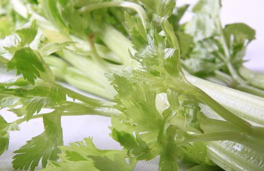 芹菜也分種類 芹菜有哪些藥效？