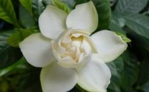 為什么你種的梔子花葉黃還不開花？