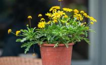 基質(zhì)栽培定植后如何管理？
