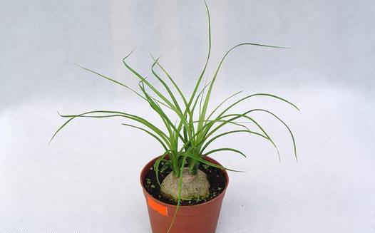 這樣種植酒瓶蘭可以葉綠形美哦！
