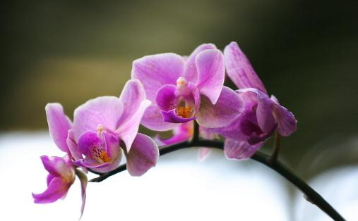 蘭花都有哪些分類(lèi)？