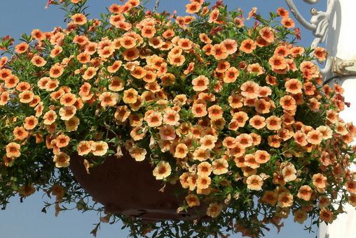 四月份如何養(yǎng)花最好？