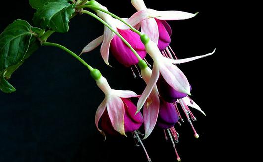 想養(yǎng)花？花卉都有哪些類型？
