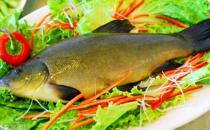 丁桂魚有什么營養(yǎng)價值與功效？