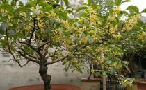盆栽桂花不開(kāi)花怎么辦？