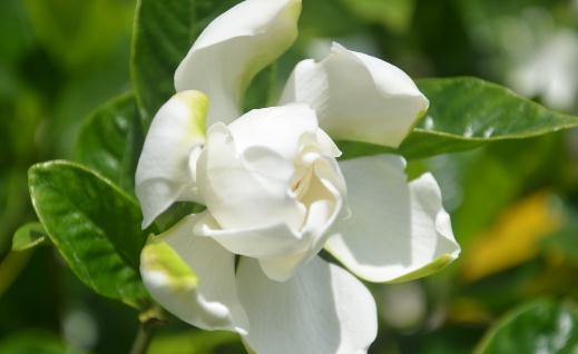 梔子花都有什么種類？梔子花對(duì)環(huán)境的要求